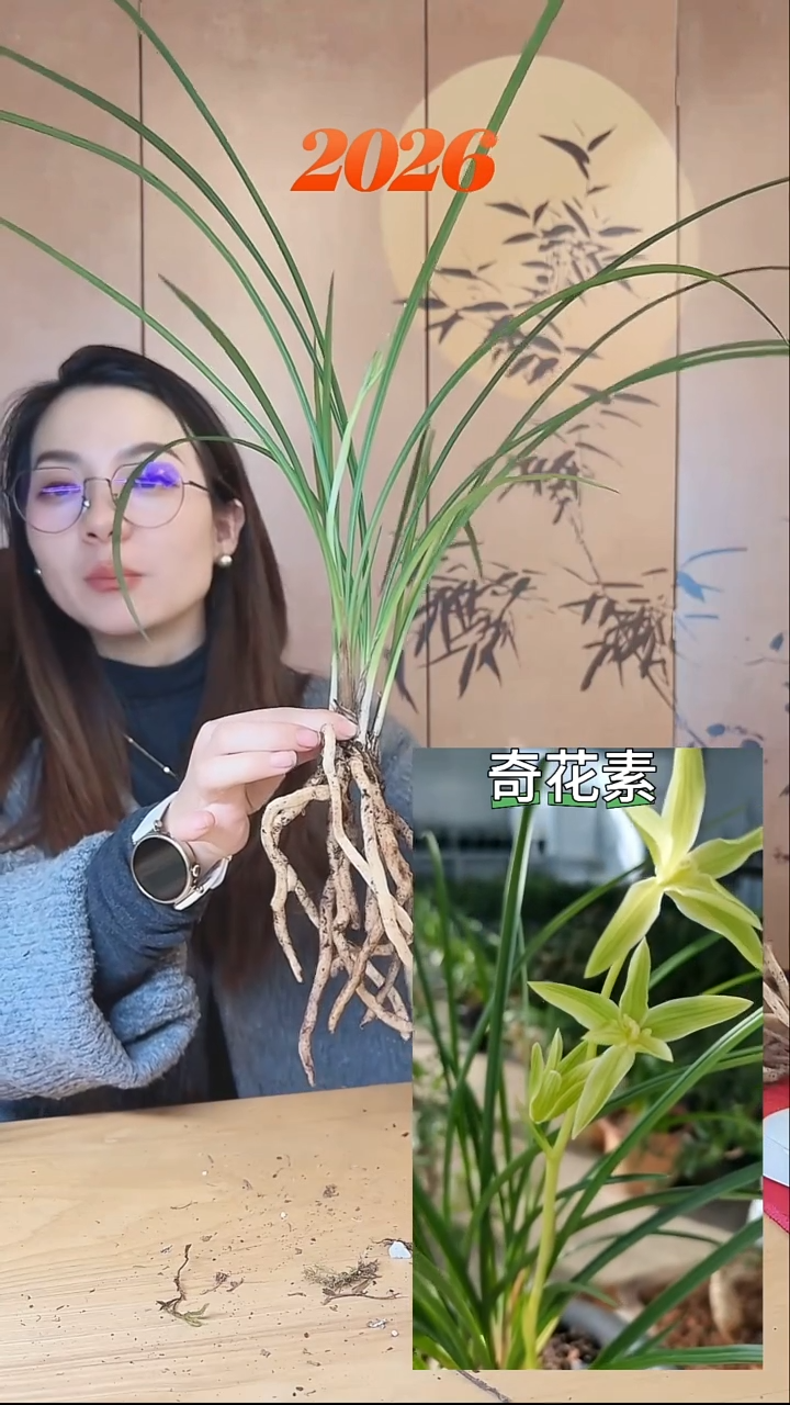 当前无花栽培后可以开花：奇花素