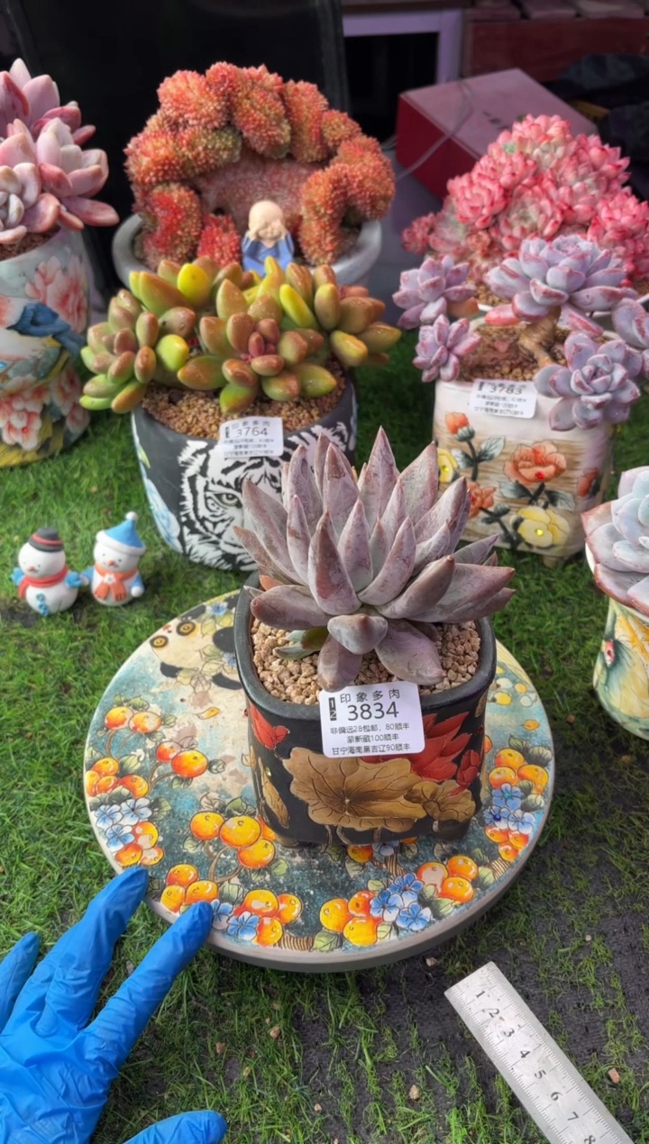 昆明印象多肉3834