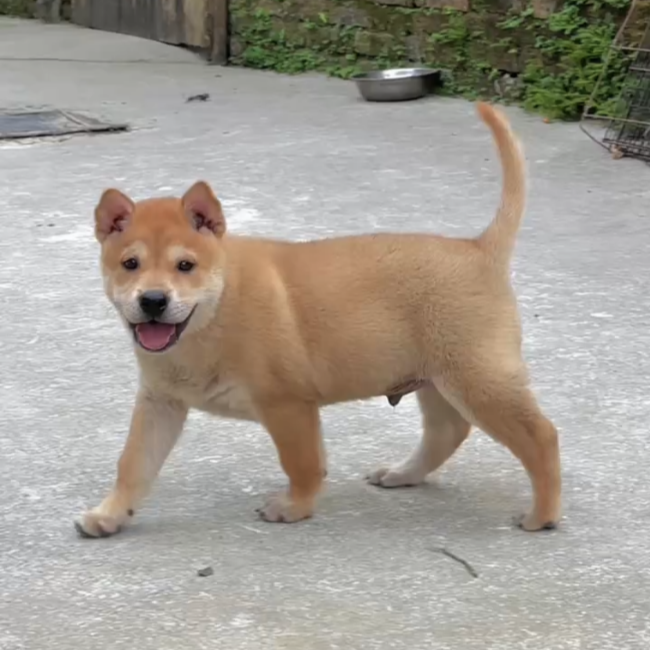 广西田园犬活体狗狗代购链接