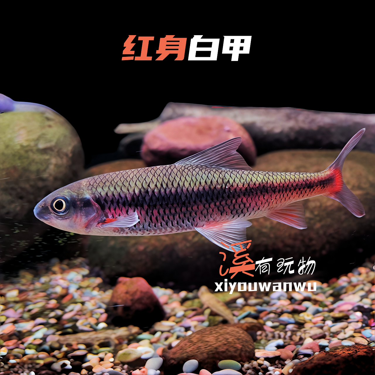 红身白甲溪流鱼原生鱼底层鱼啃藻翻沙好养耐活火焰体工具鱼广温鱼
