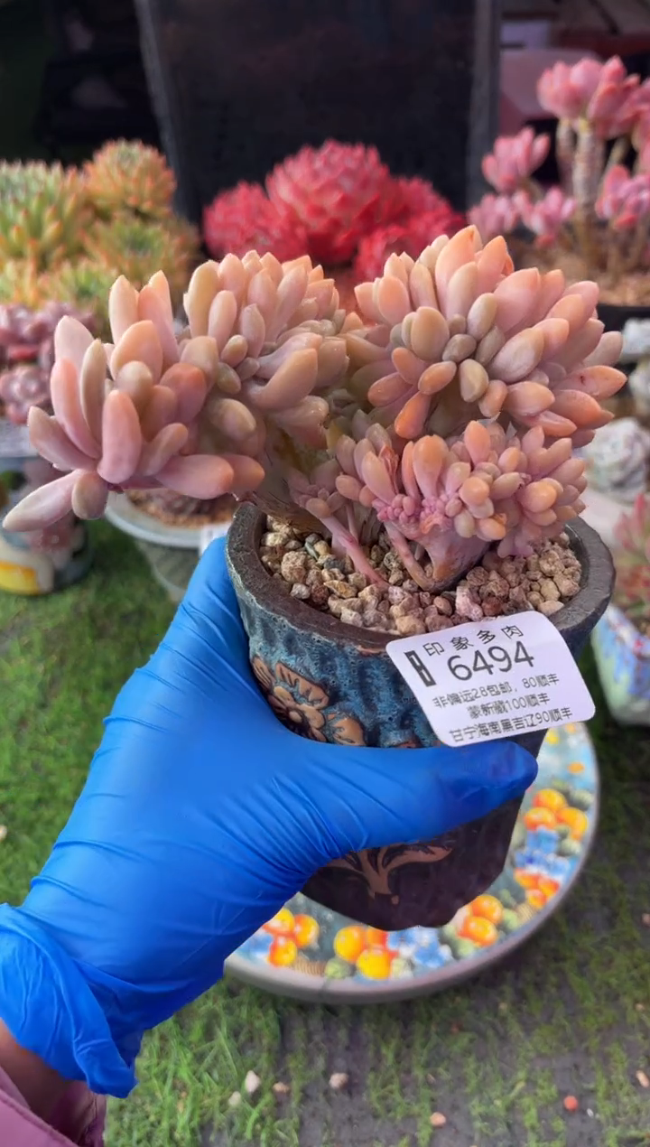 昆明印象多肉6464