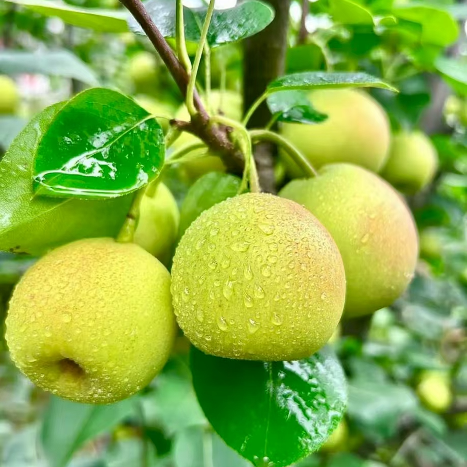 4斤【蜂糖梨】脆甜多汁，细腻爽脆，层次丰富云南省