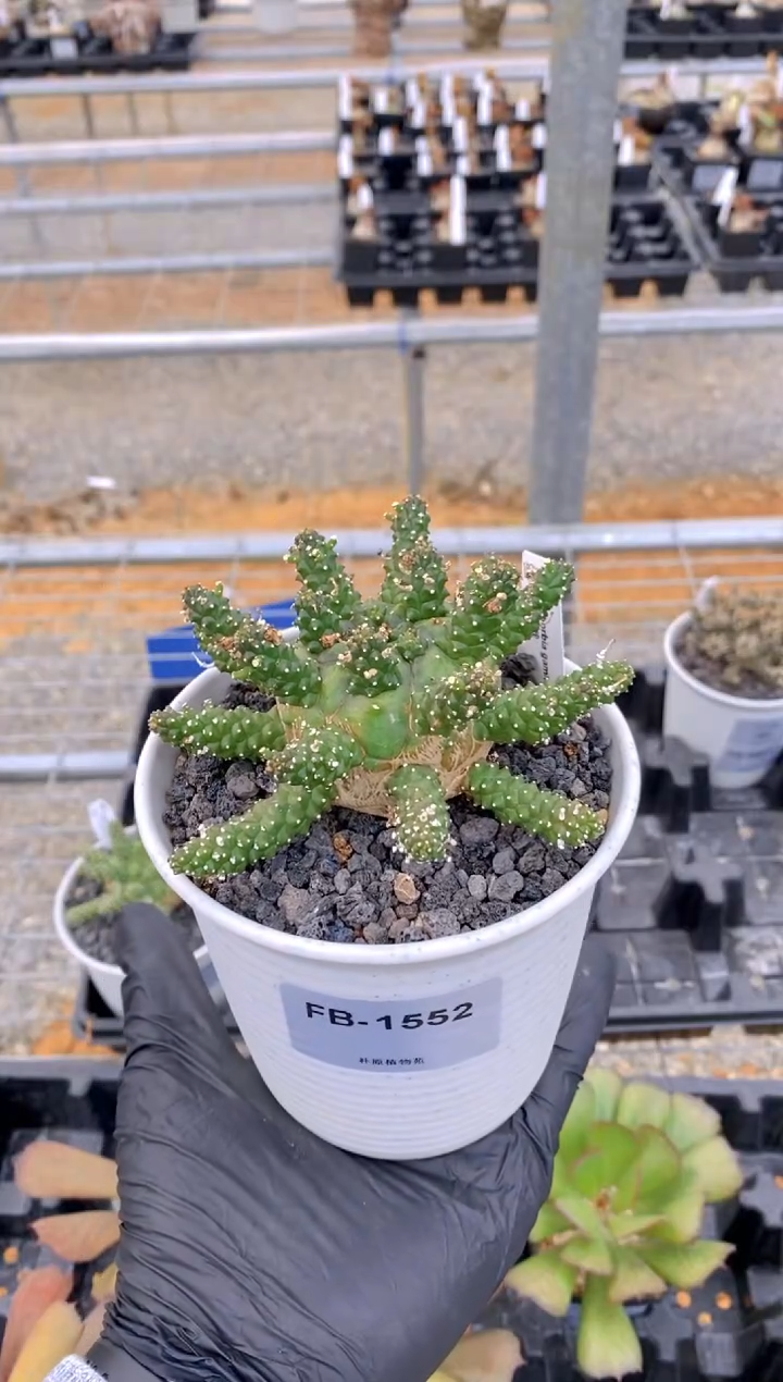 【闪购商品】干式大戟FB-1552