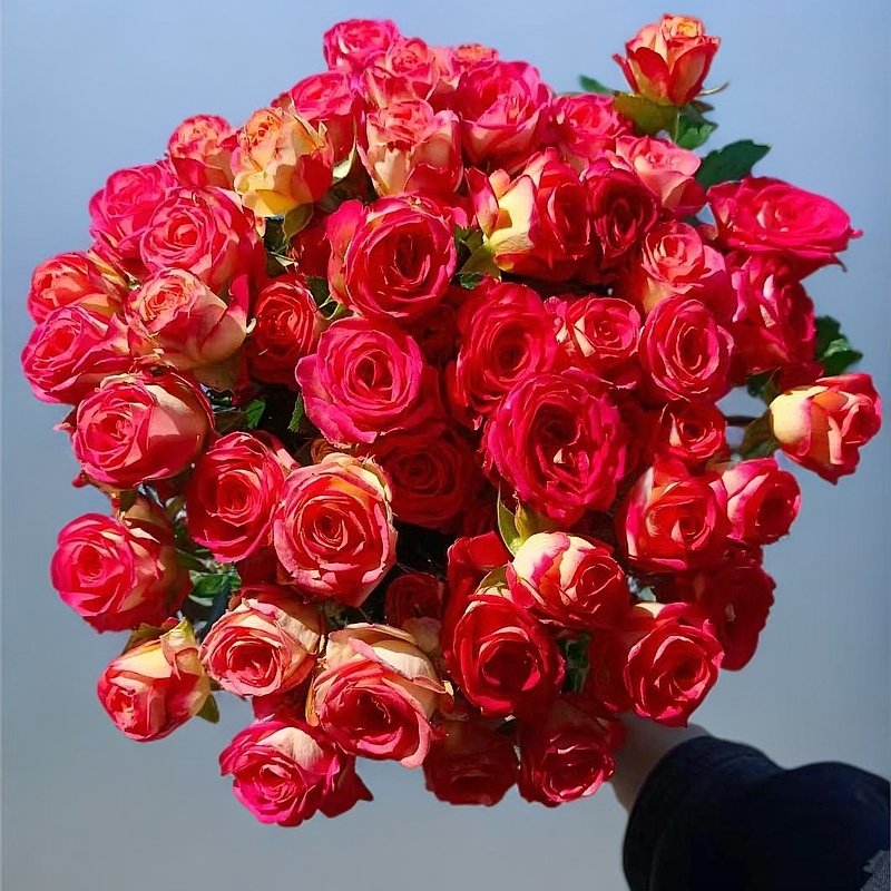 美艳【多头爱丽丝10支】同地址两单顺丰或京东包邮送货上门+配草1扎