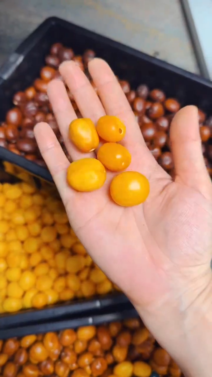 【闪购商品】2文玩葫芦文玩好物5颗
