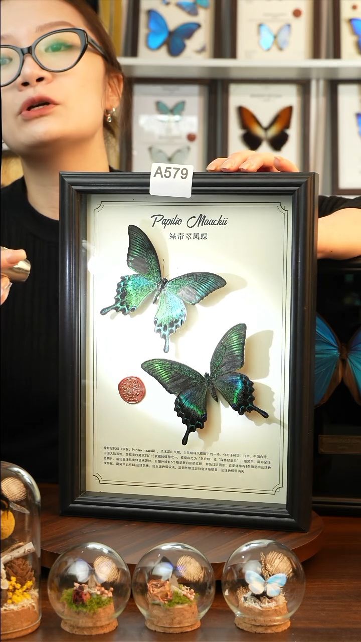 绿带翠凤蝶夏款双蝶（A4黑框）A579