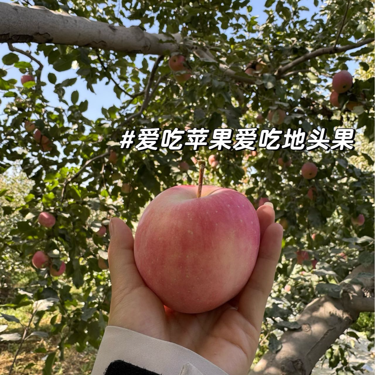 【新疆直发】新疆阿克苏原产地地头直发应急水果