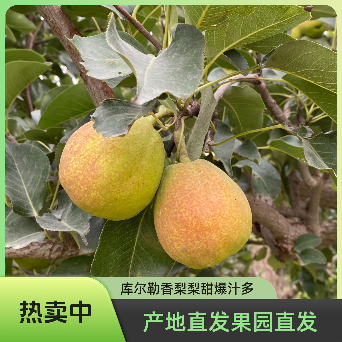 京东--正宗新疆库尔勒香梨皮薄肉厚香甜爆汁果肉细腻送人送礼