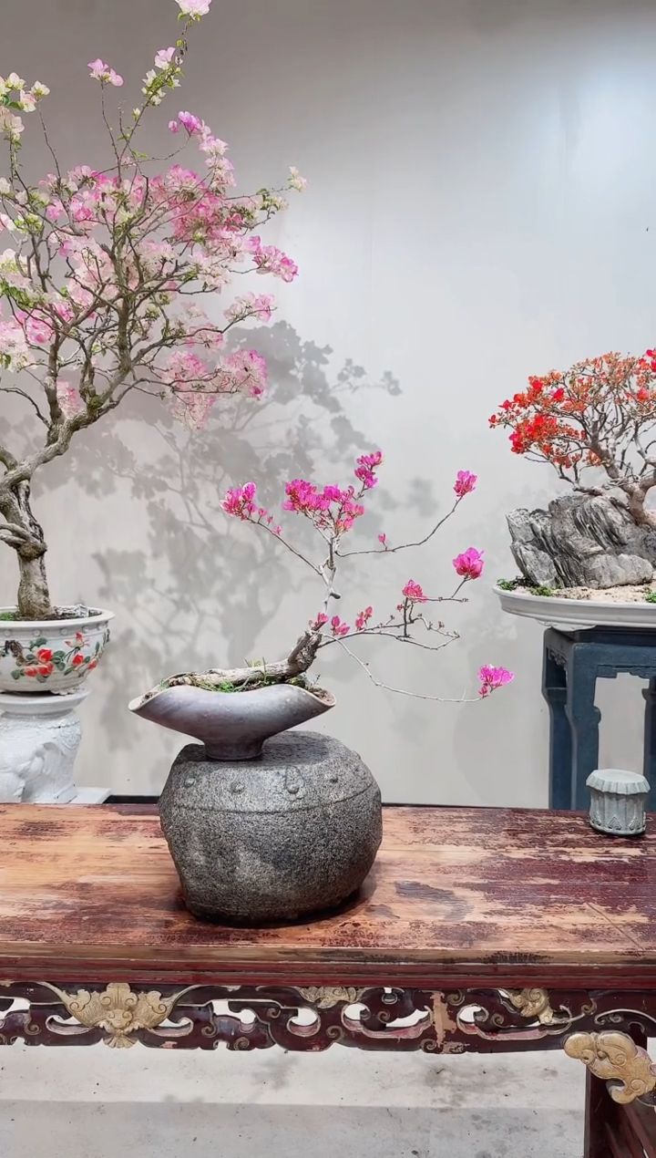 【闪购商品】盆景章红樱