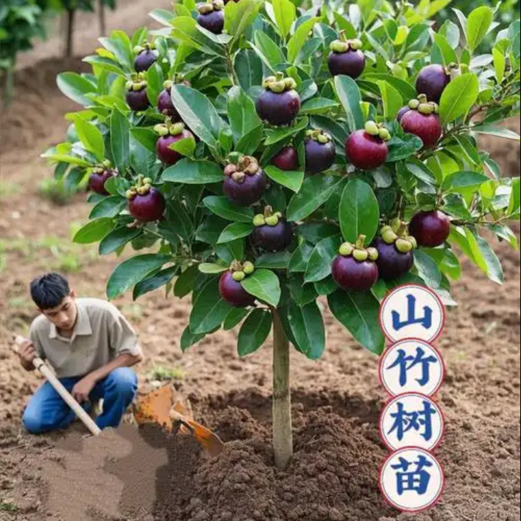 t当年结果改良南北方耐寒耐热果树山竹苗盆栽果树苗四季地栽庭院