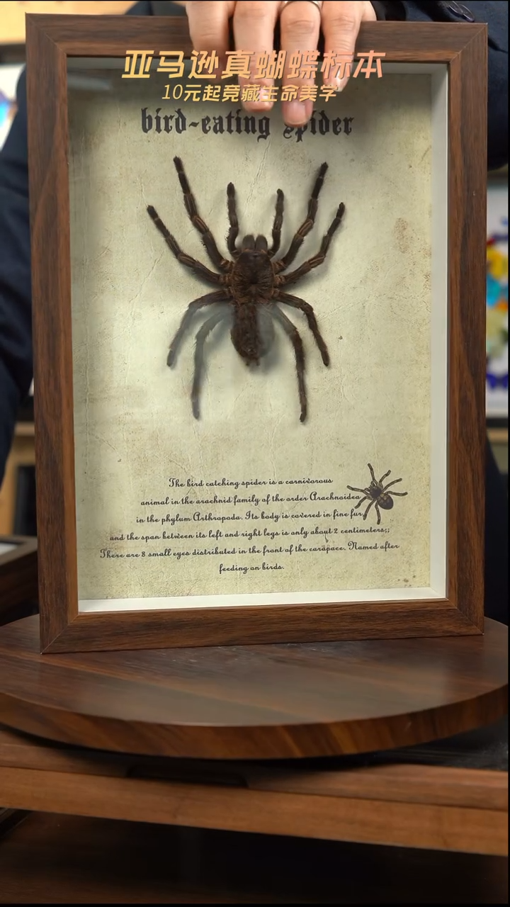 巨型蜘蛛标本A4复古框
