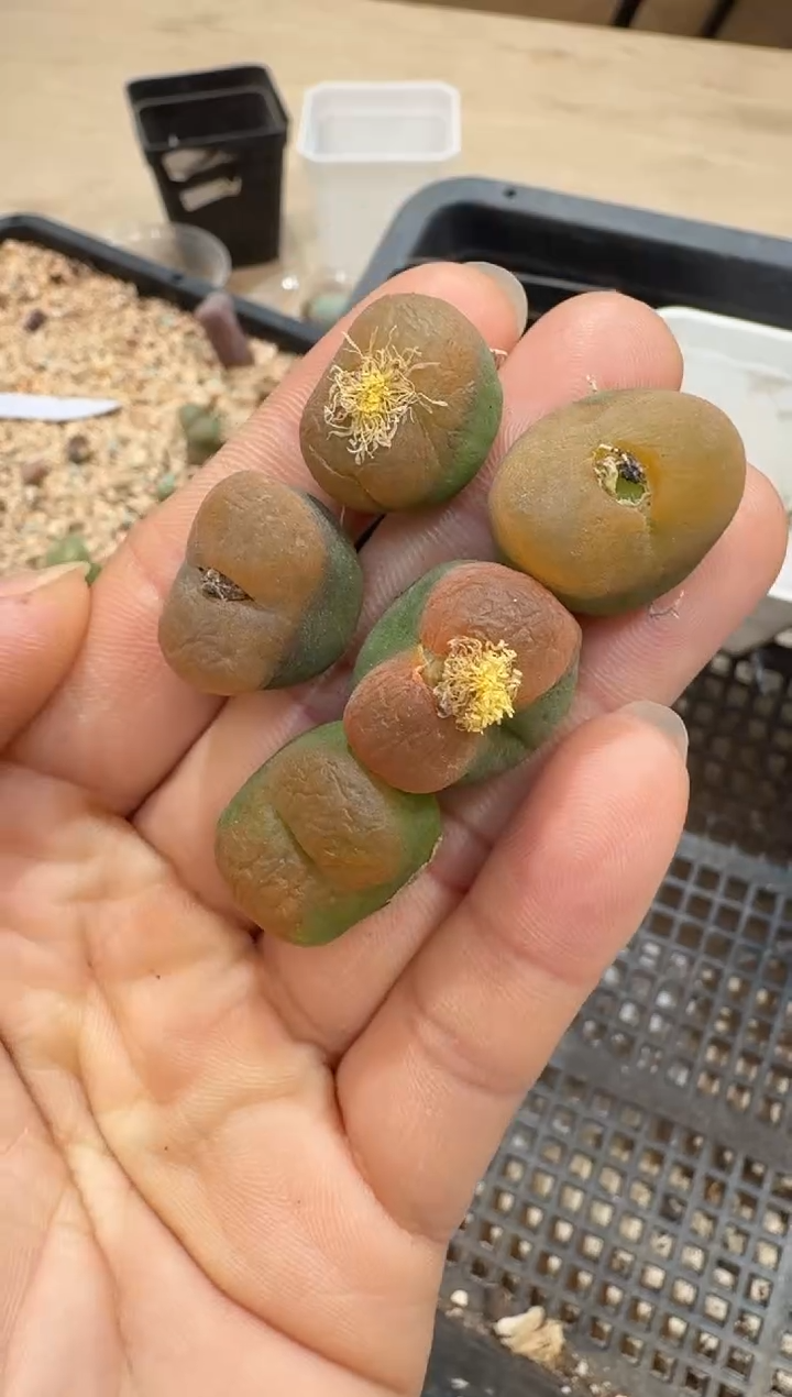 多肉植物肉锥2-173