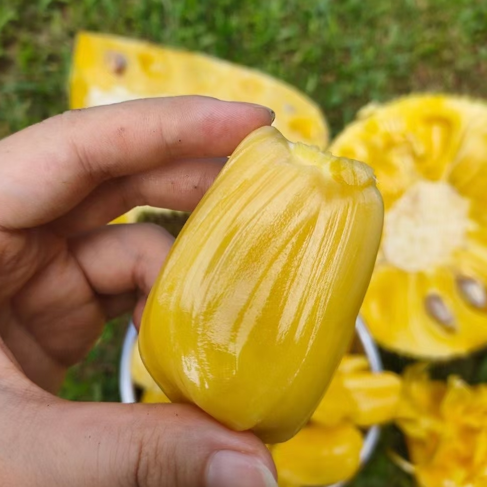 【次日达】海南新鲜菠萝蜜3kg-8kg/个海南省