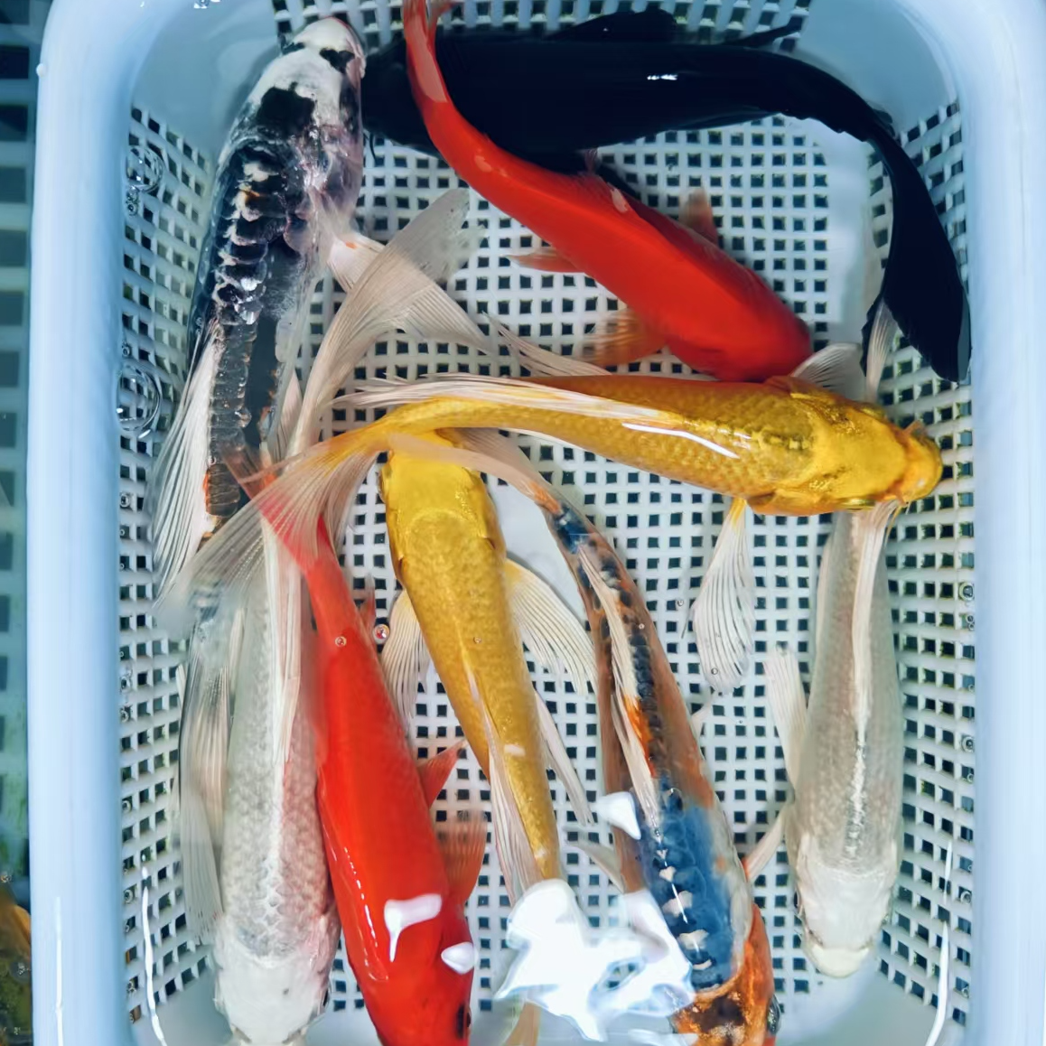 【 九五之尊】10-13cm 2黄2红草1白2龙2兰 龙系混搭 观赏鱼冷水鱼