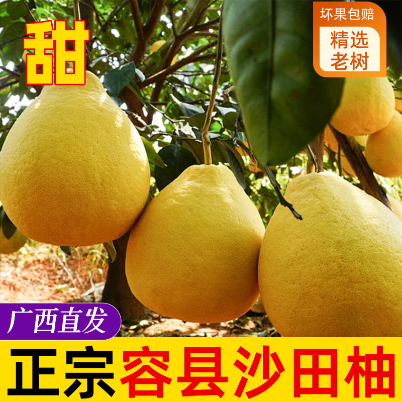 正宗广西容县沙田柚大个头超甜柚子