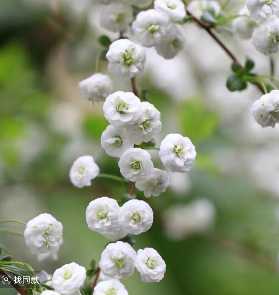 四季可养雪柳盆栽花苗喷雪花树苗室内外阳台观赏浓香花卉植物
