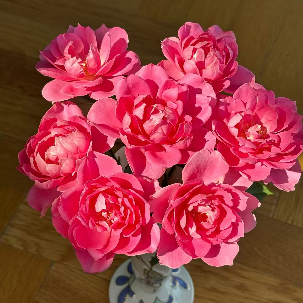 【独鬏鬏优选】云南稀有鲜花 [酒醉蝴蝶] 单头玫瑰 顺丰配送