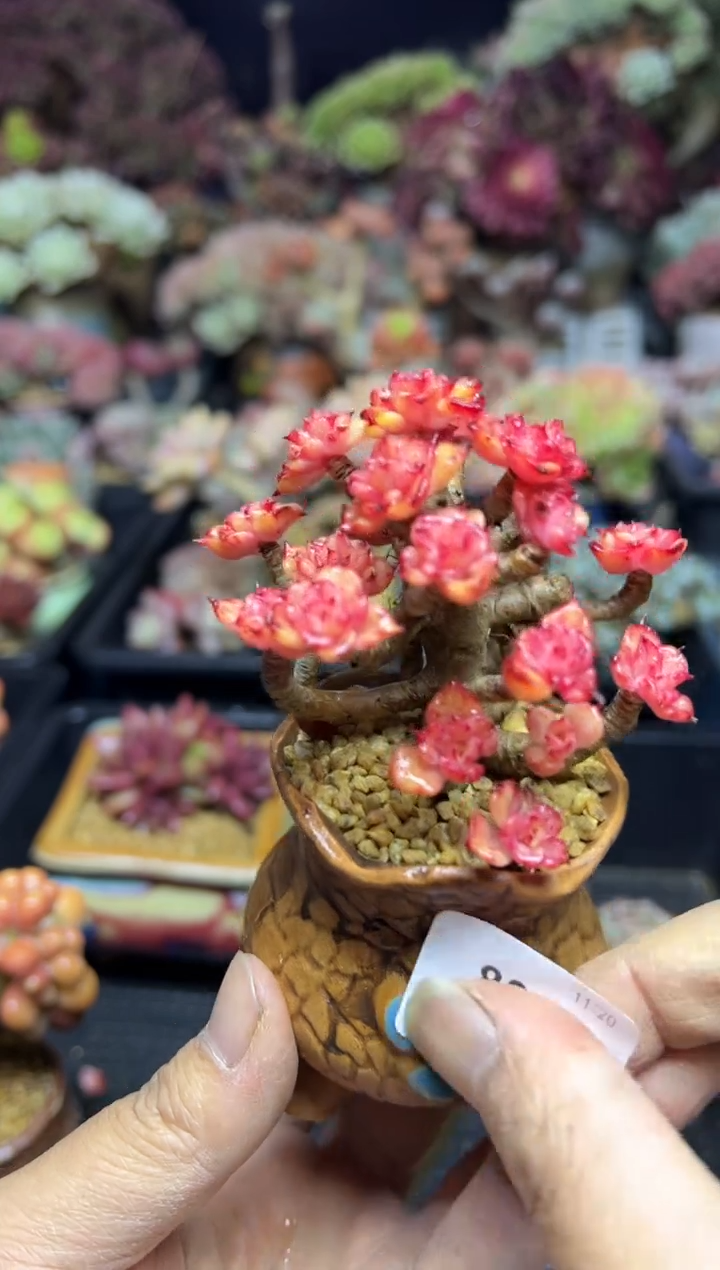 孙*薇839           不带盆