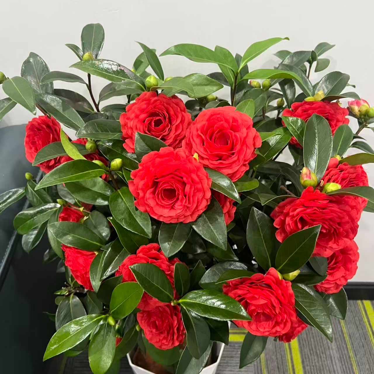 【60cm-70cm】大红色茶花开花盆栽花卉绿植