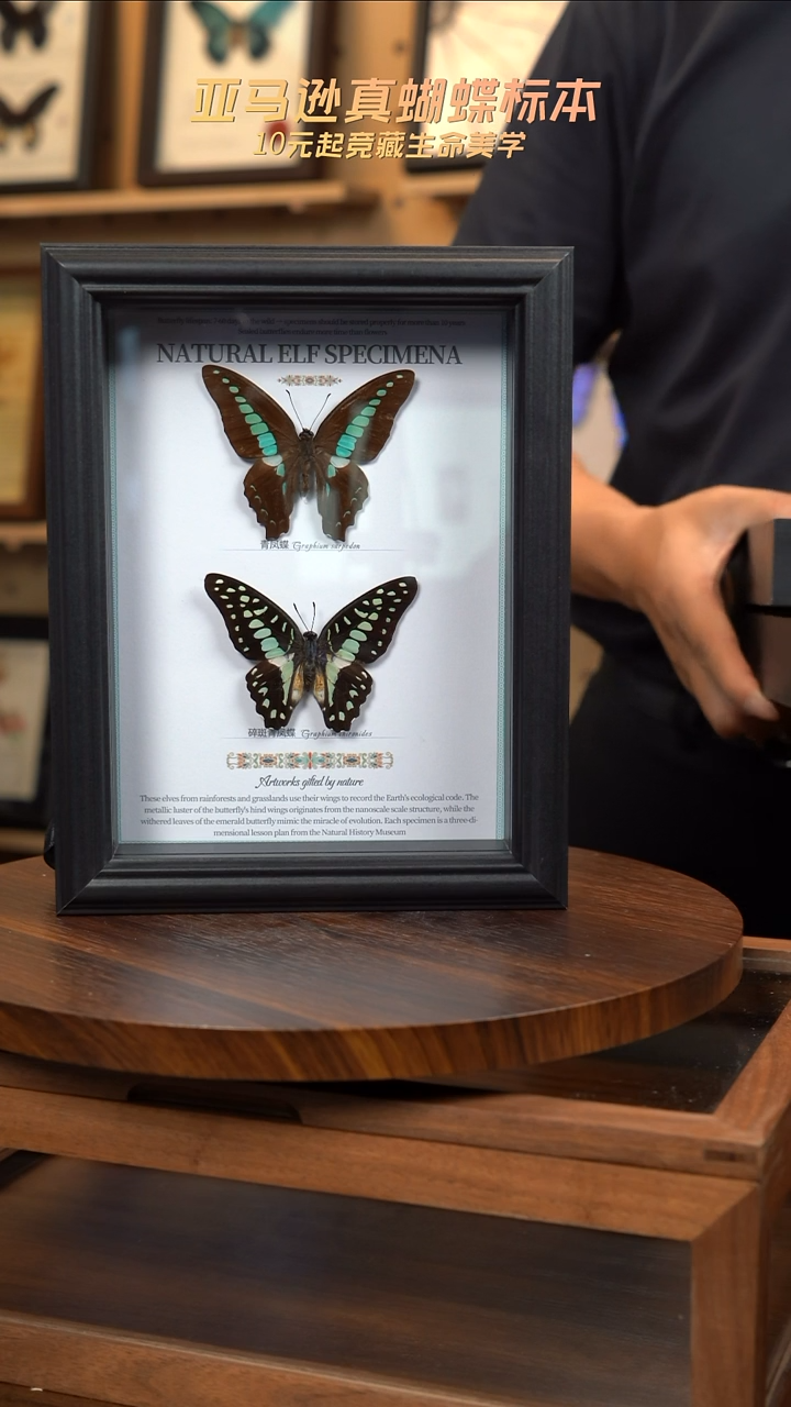 青凤蝶+碎斑青凤蝶