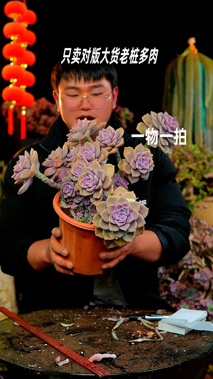 【闪购商品】160号紫乐