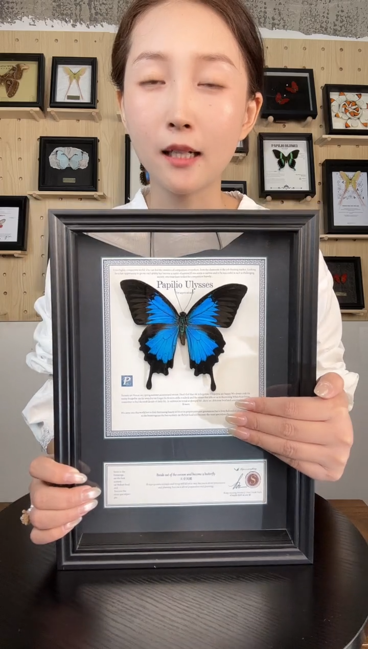 天堂凤蝶（蝴蝶装饰画A4框）