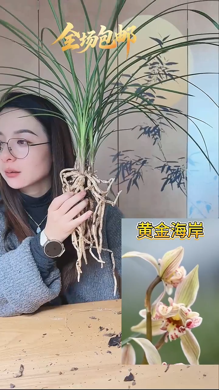当前无花栽培后可以开花：黄金海岸