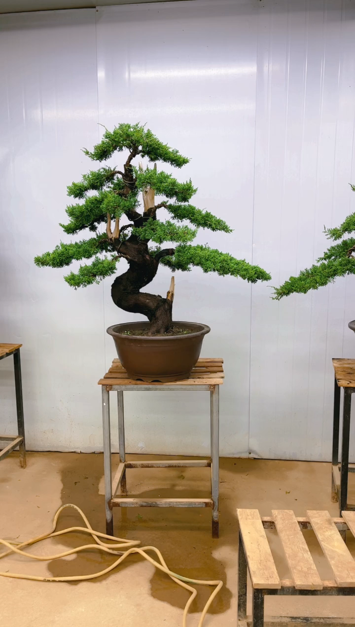 无花朵精品盆景  一物一拍