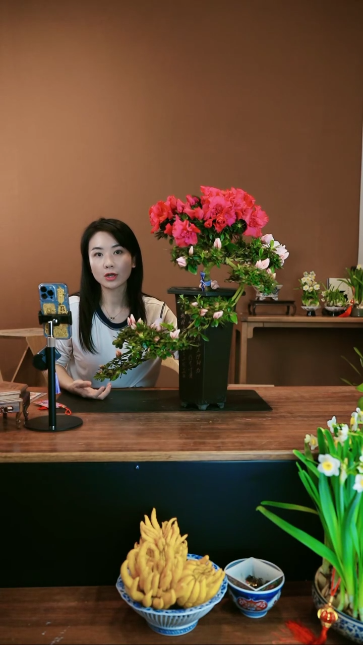 【闪购商品】盆景杜鹃花