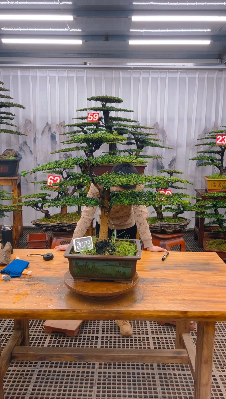 【闪购商品】紫砂精品盆景直播间一物一拍