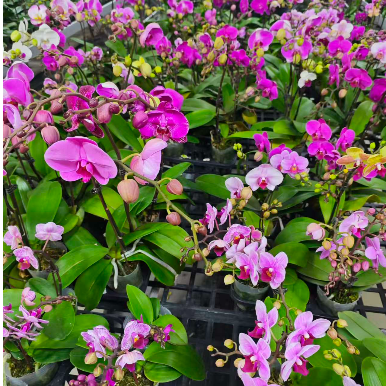 蝴蝶兰【三颗组合】带花剑带花苞四季开花室内好养