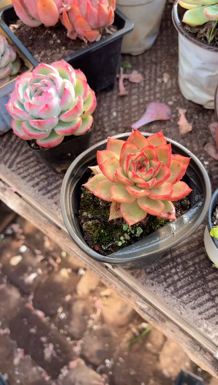 若****见多肉植物一物一拍01210