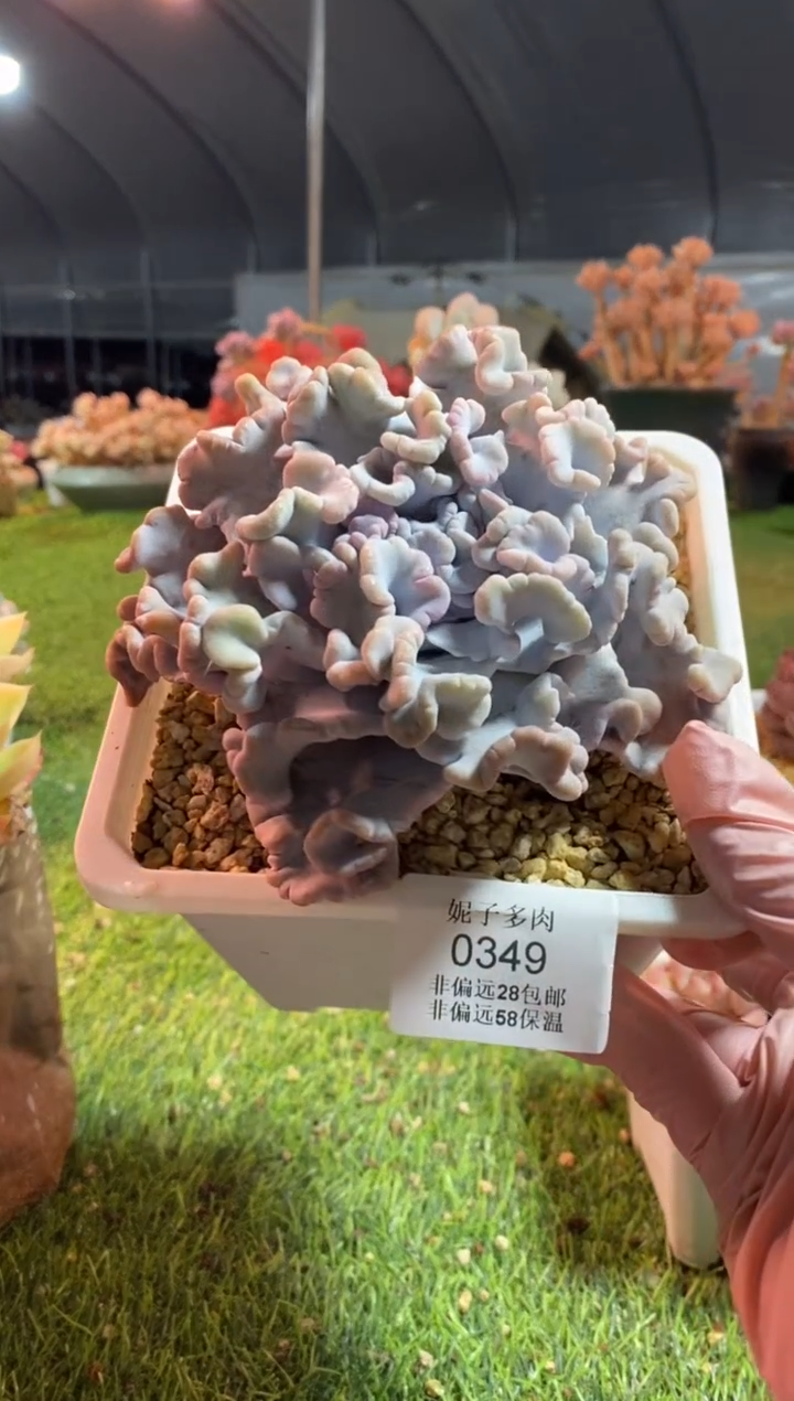 【闪购商品】0349a