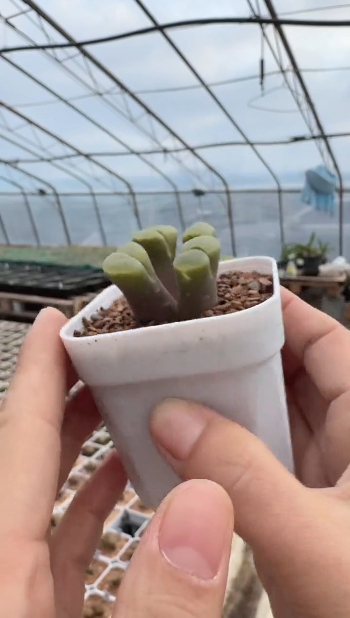 70多肉植物肉锥一颗