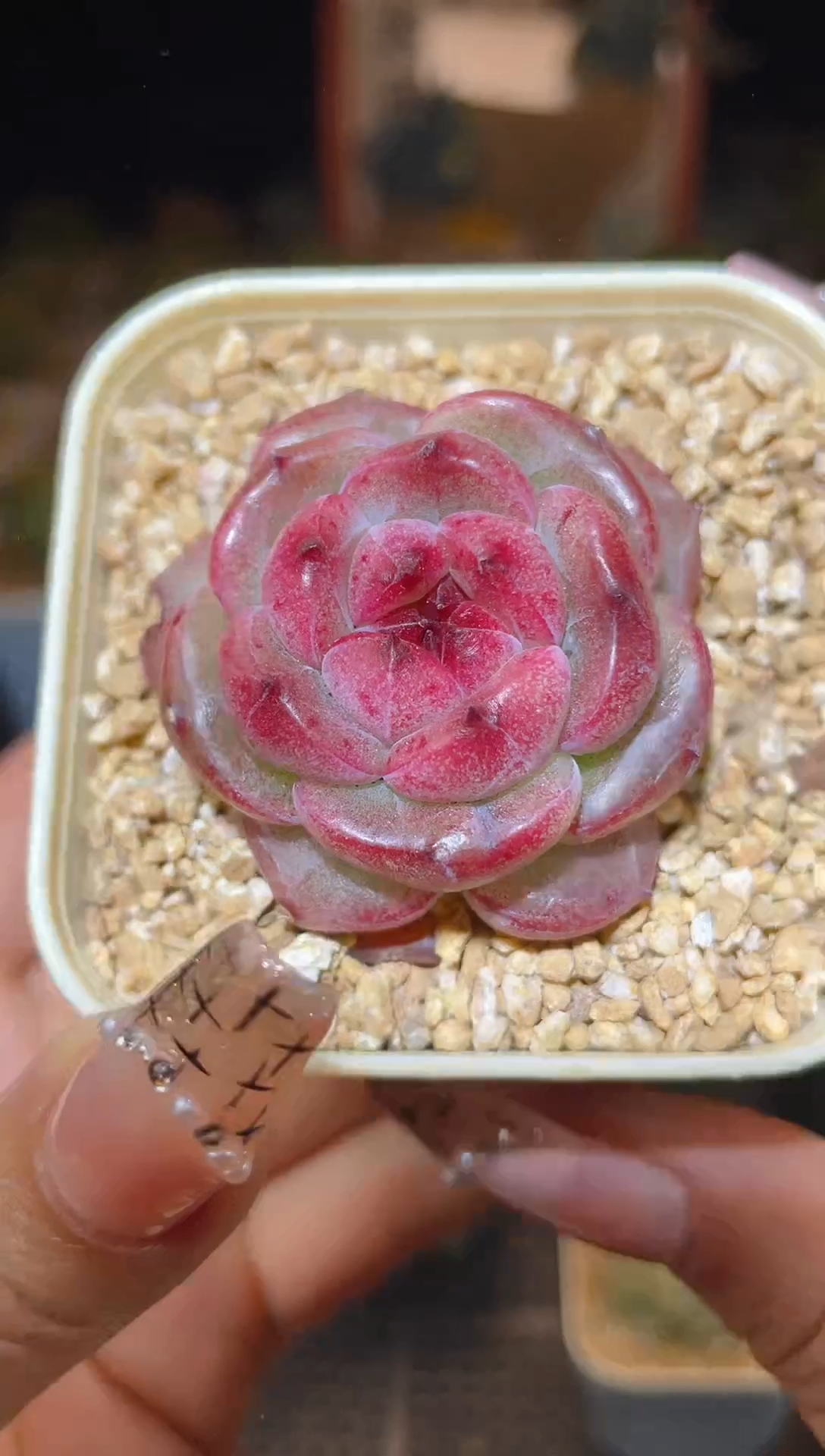 【闪购商品】128野格