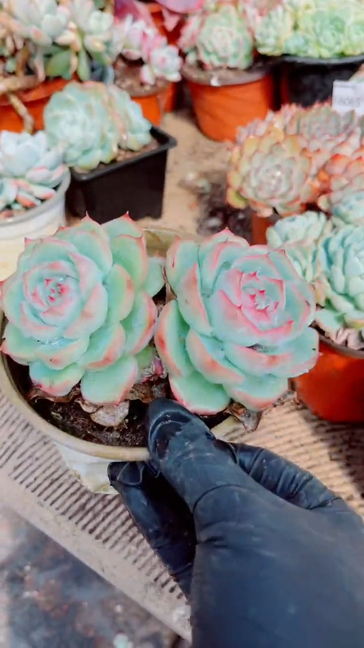 你*啊跃跃精品多肉16066