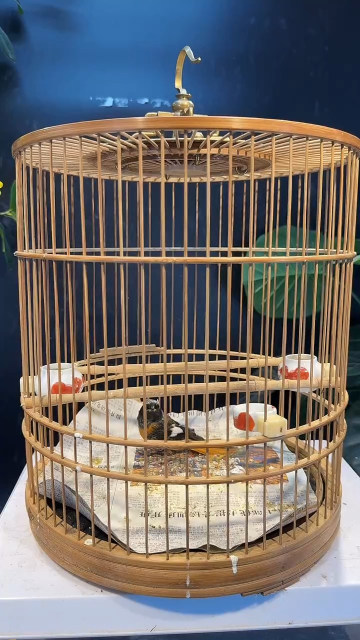 34号   一条腿北红养笼1元起拍