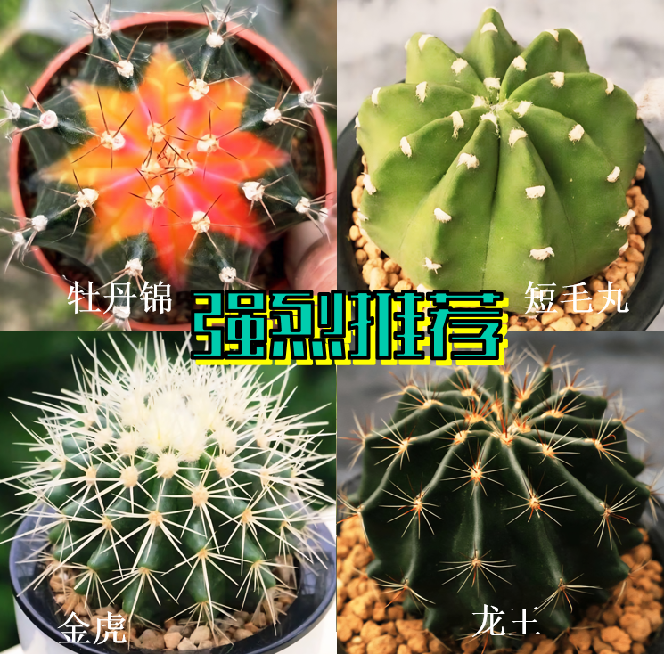 仙人球  牡丹锦套餐室内开花办公室绿植花卉防辐射盆栽好养
