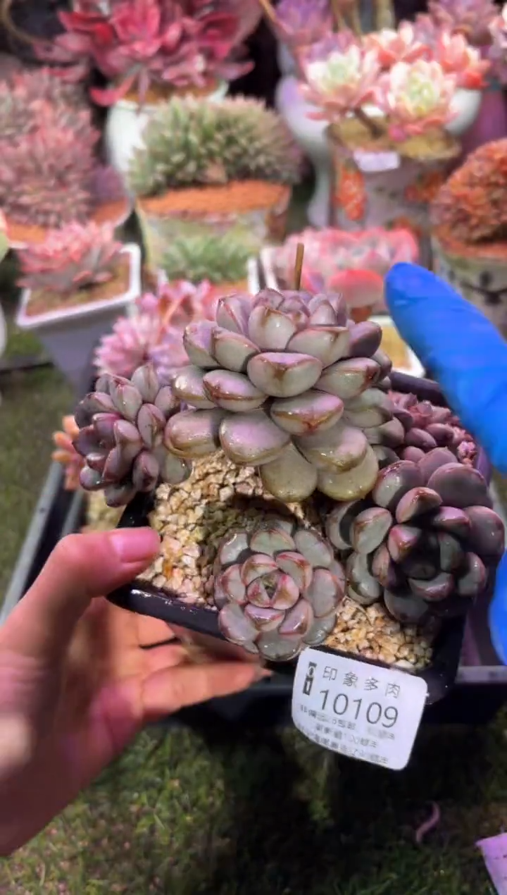 【闪购商品】10109