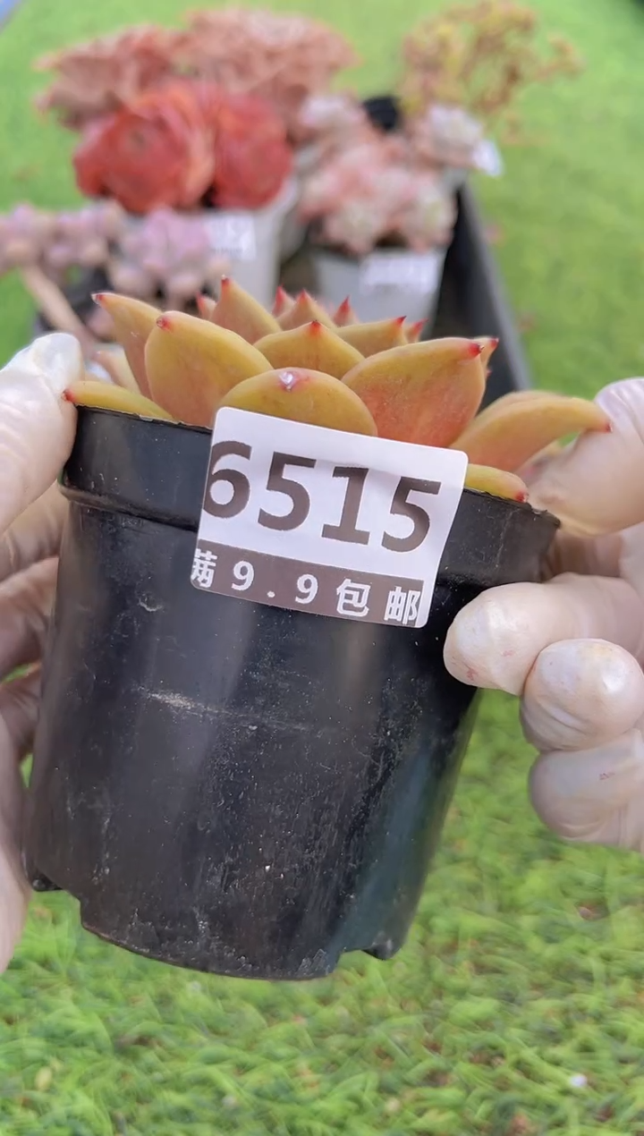 【闪购商品】信福多肉一物一拍