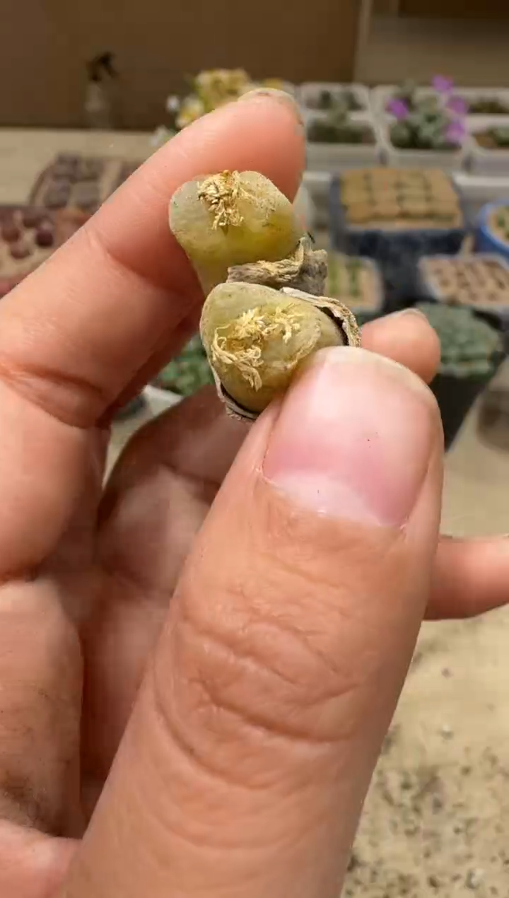 9-45多肉植物肉锥