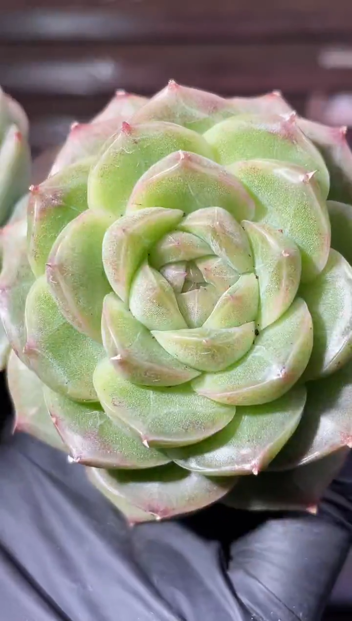 33-66 翡9 4-5厘米量拍发一颗