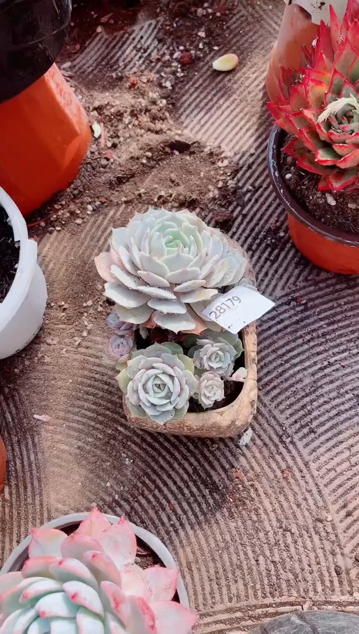 小*跃跃精品多肉28179