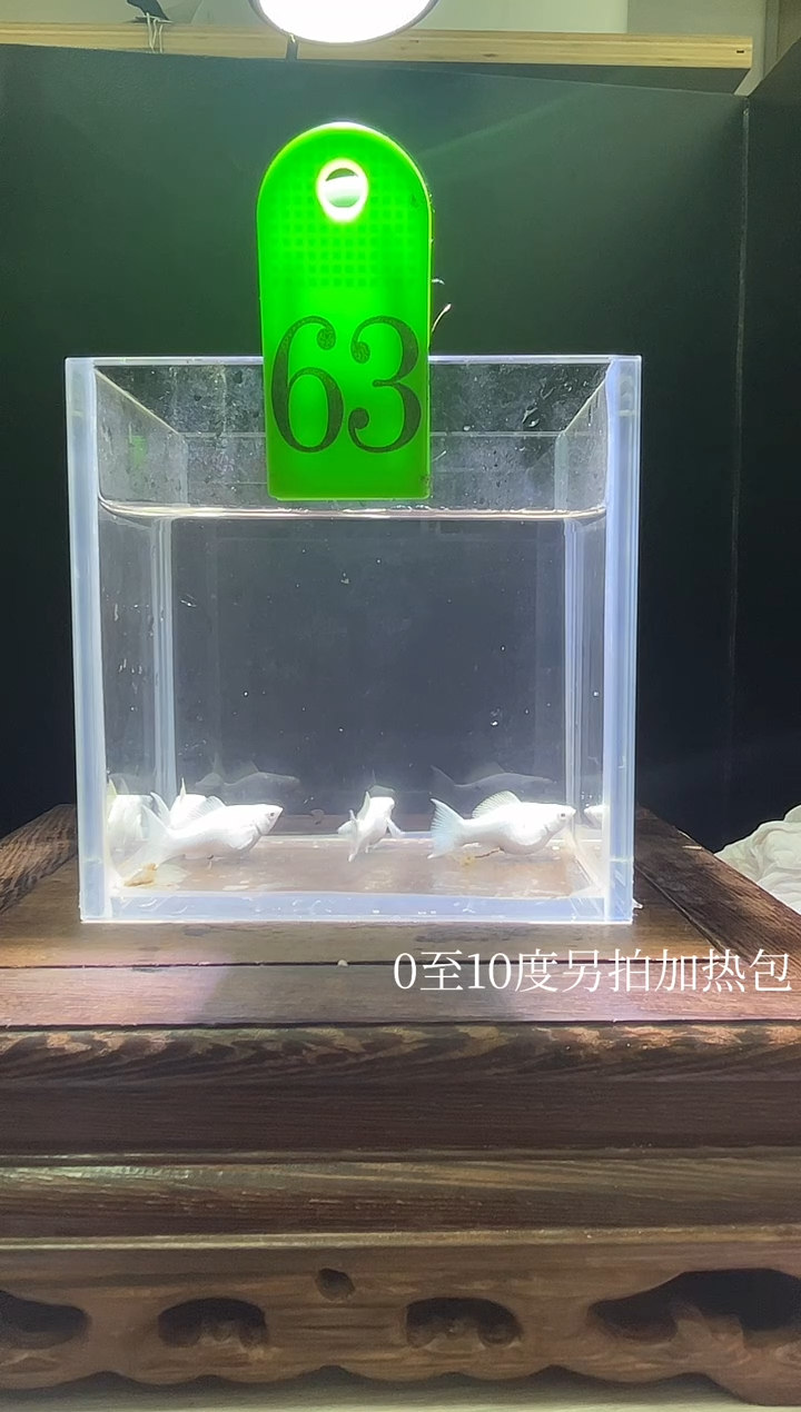 孔雀鱼瓷白玛丽编号63