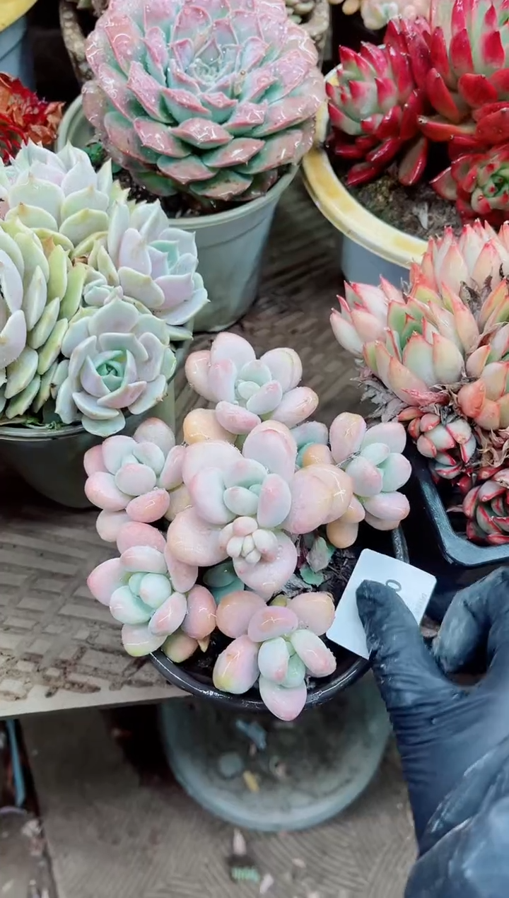 【闪购商品】05024