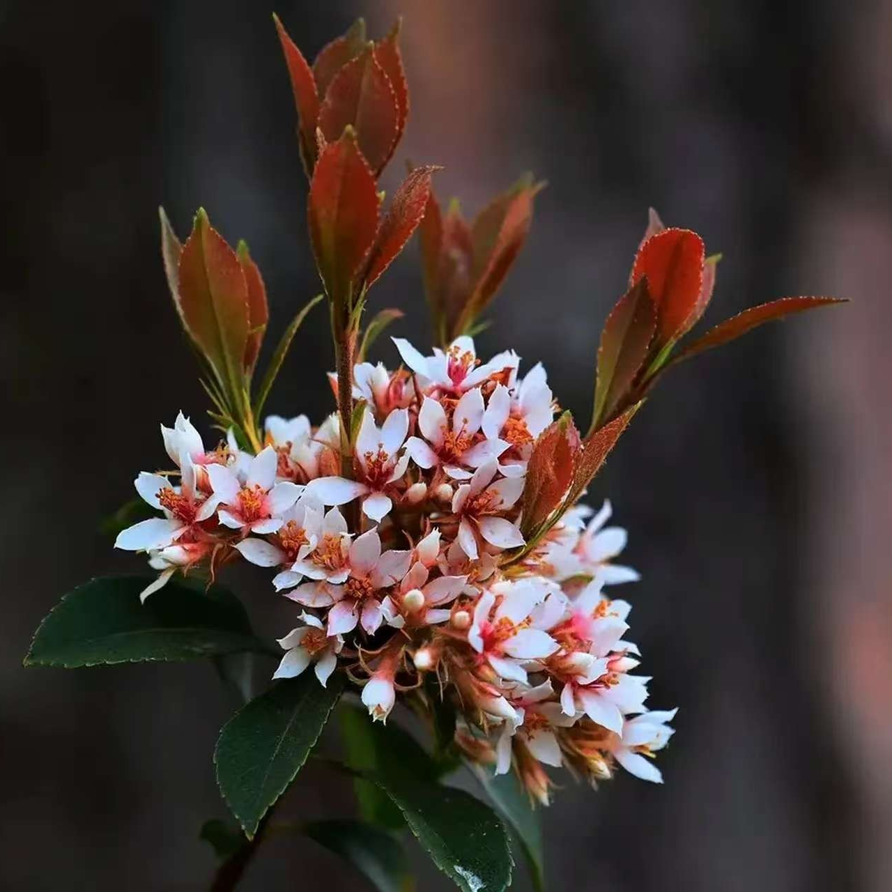 一物一拍春花栀子花