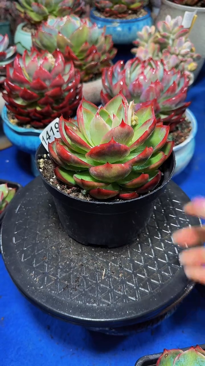 【闪购商品】1419惊鸿仙子（裸根发货）