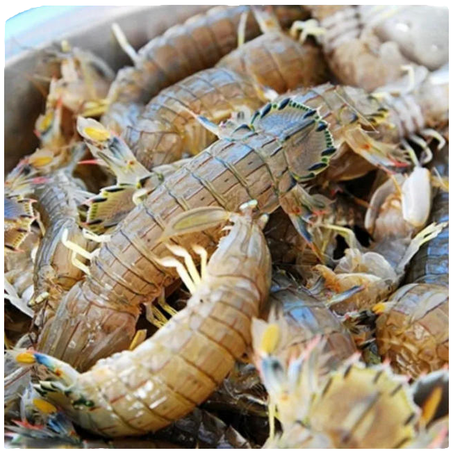 渤海湾新鲜大爬虾
