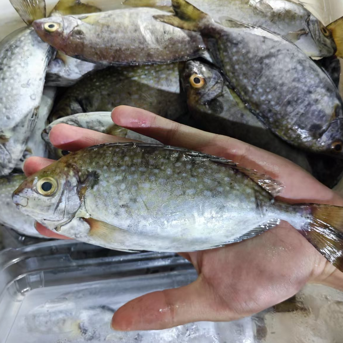 【上街弟海鲜】天然泥猛鱼/海鱼新鲜/肉质鲜甜/紧实