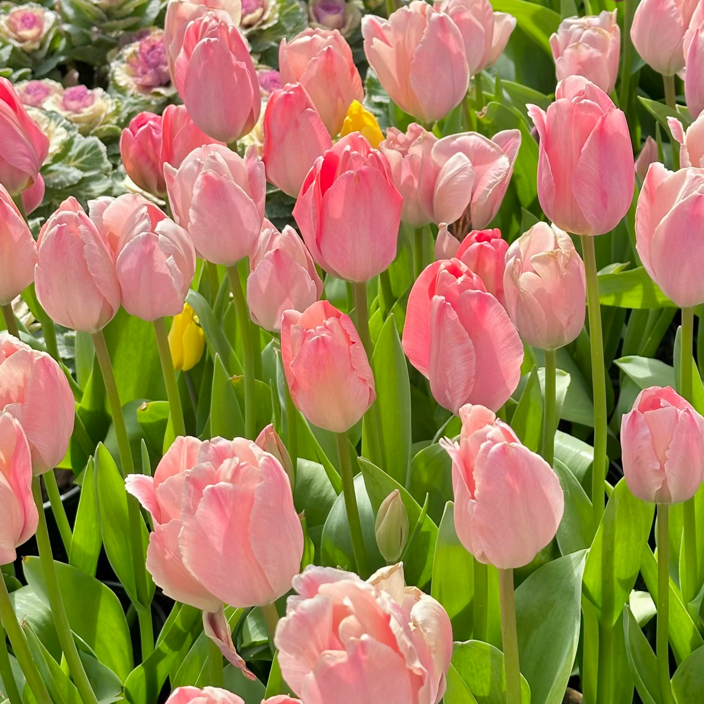 【新疆包邮】郁金香种球耐寒花卉四季开花水培土培室内外阳台盆栽